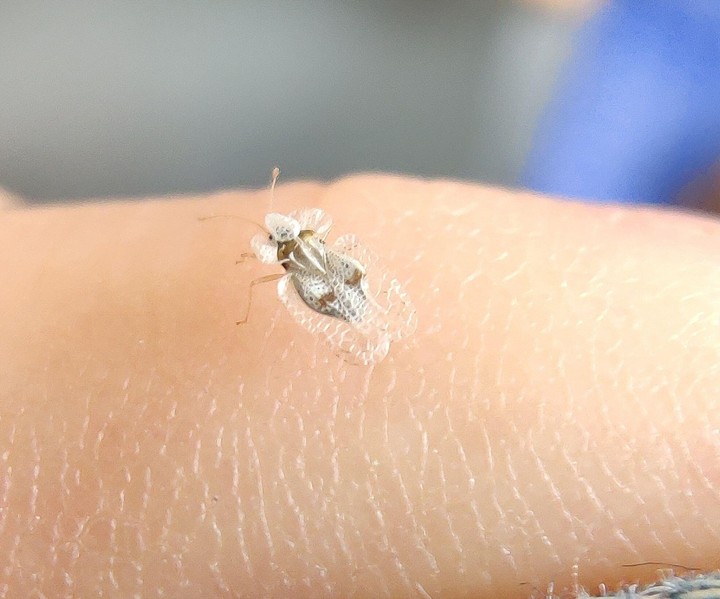 Nová záhrada - sietnička platanová